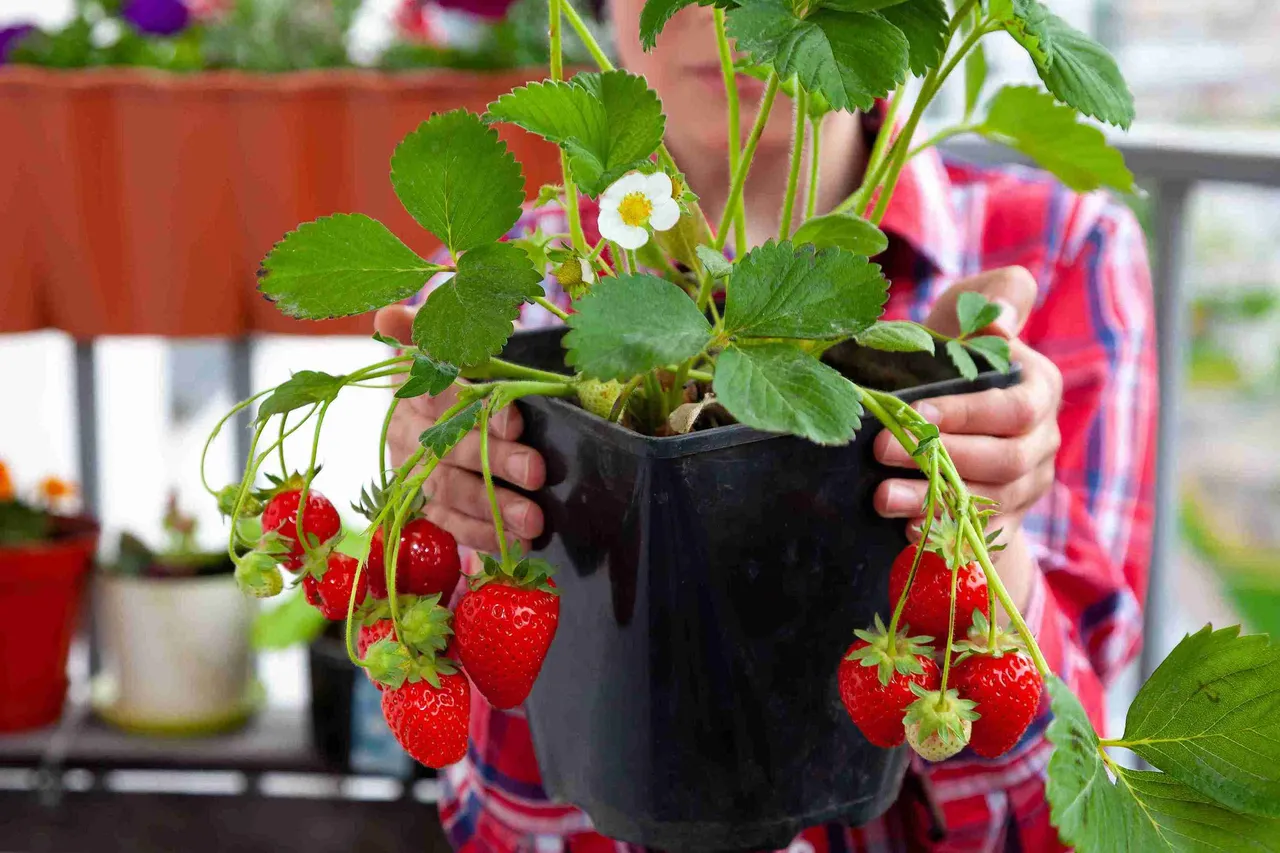How To Grow Fresh Strawberries at Home This Winter: A Simple Step-By-Step Guide