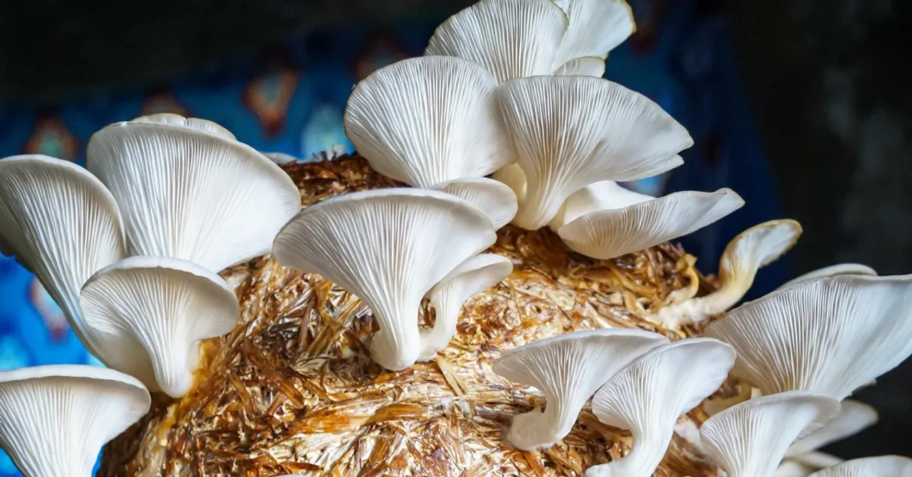 Mushroom Farming in 2024: Self-Made Farmers Reveal How They’re Earning Lakhs