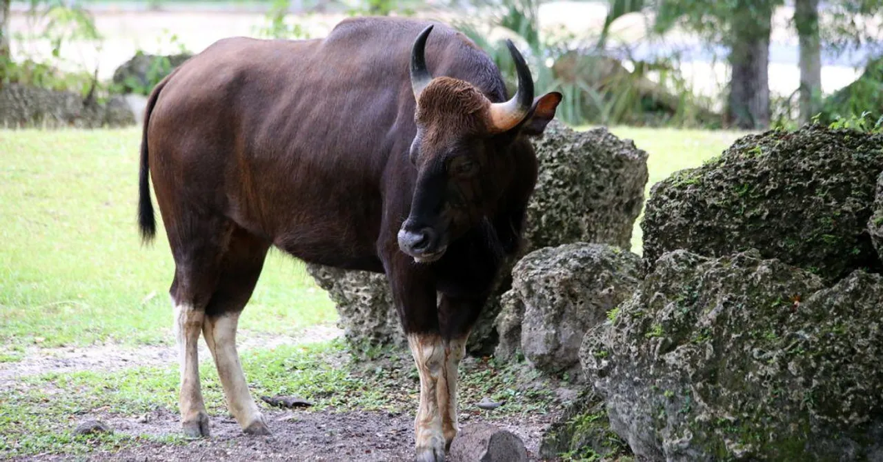 Why This 1.8-Metre-Tall Giant Is Essential for India’s Forest Ecosystem