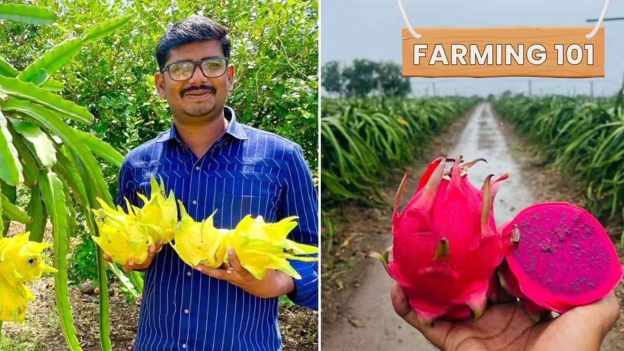 7 Dragon Fruit Farming Tips From Farmers, Including One Who Earns Rs 2 Crore Annually