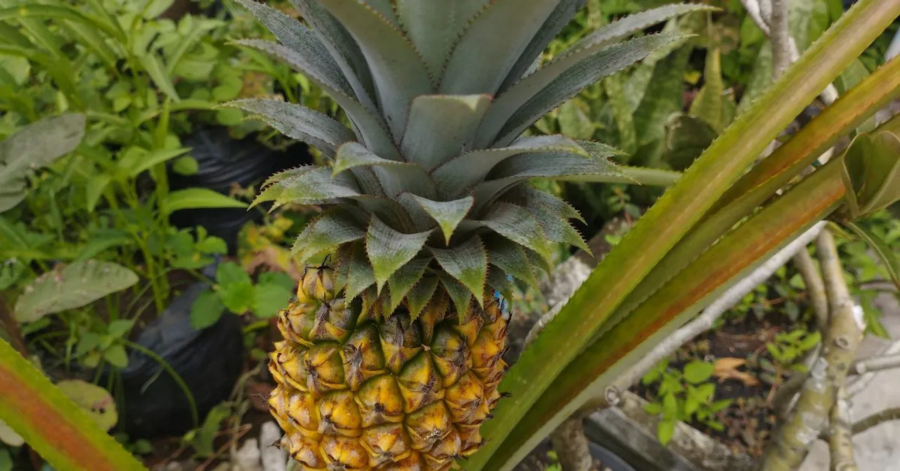 These Urban Gardeners Are Growing Pineapples at Home: Follow Their Step-by-Step Guide