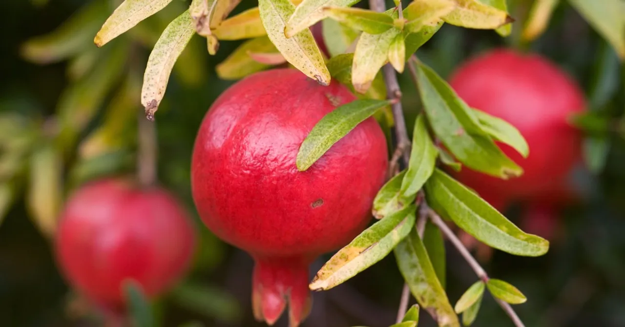 How These Bengaluru Gardeners Grow Pomegranates in Tiny Urban Spaces