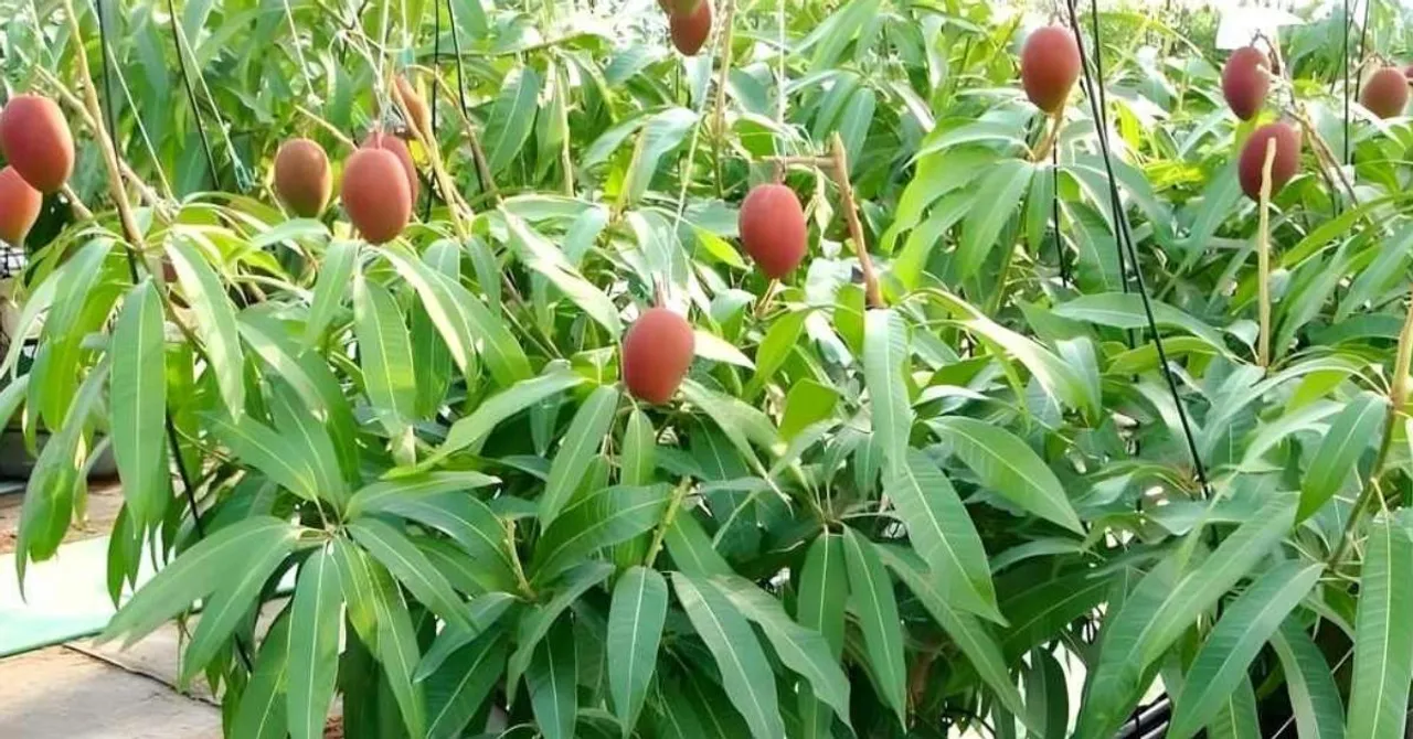 Where to Buy Miyazaki Mango Seeds & Saplings – Plus Everything You Need to Get Started