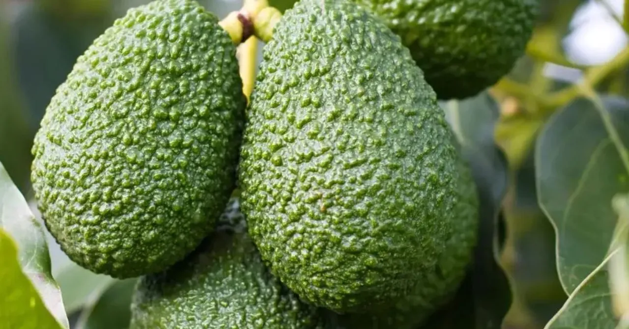 How One Maharashtra Farmer Earns Rs 10 Lakh Per Acre with Avocados