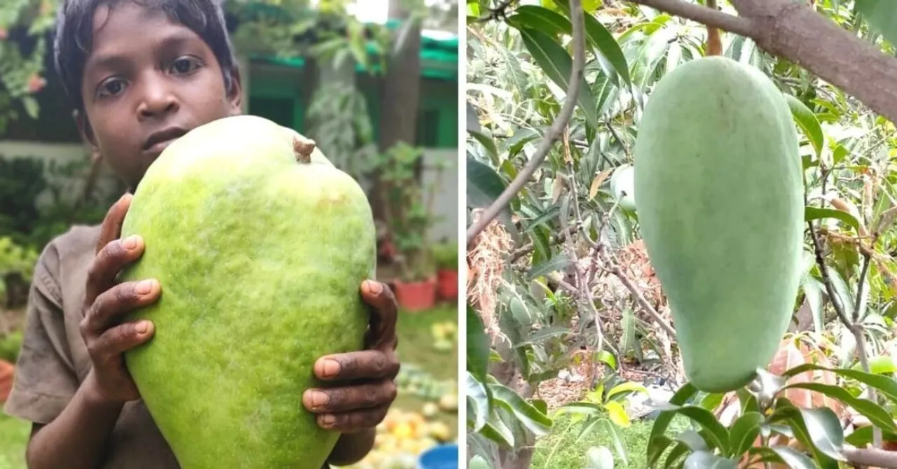 How to Grow Giant Noorjahan Mangoes: Expert Tips from a Farmer in Katthiwada, MP