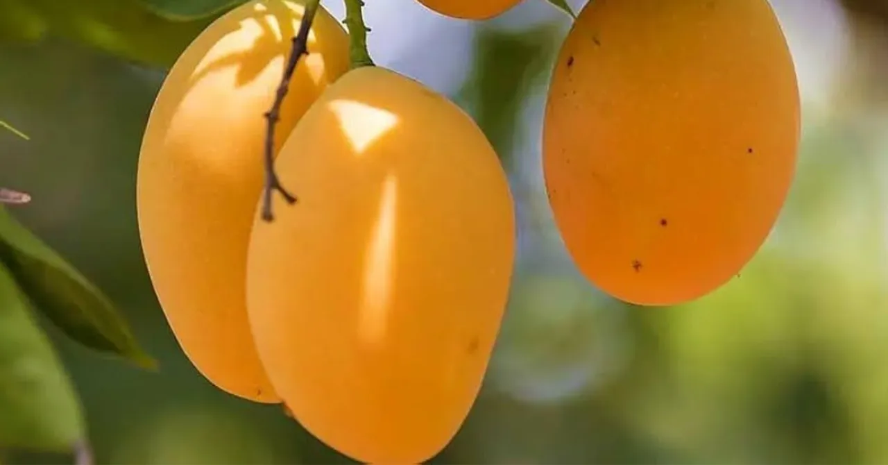 Turn Your Terrace into a Mango Orchard! Grow Kesar Mangoes in Pots with These Tips