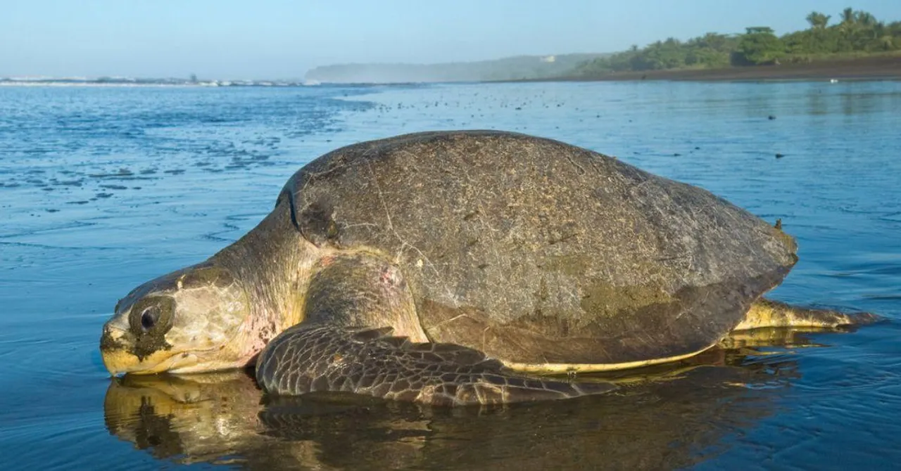 Are Olive Ridley Turtles Crucial for Ocean Health?