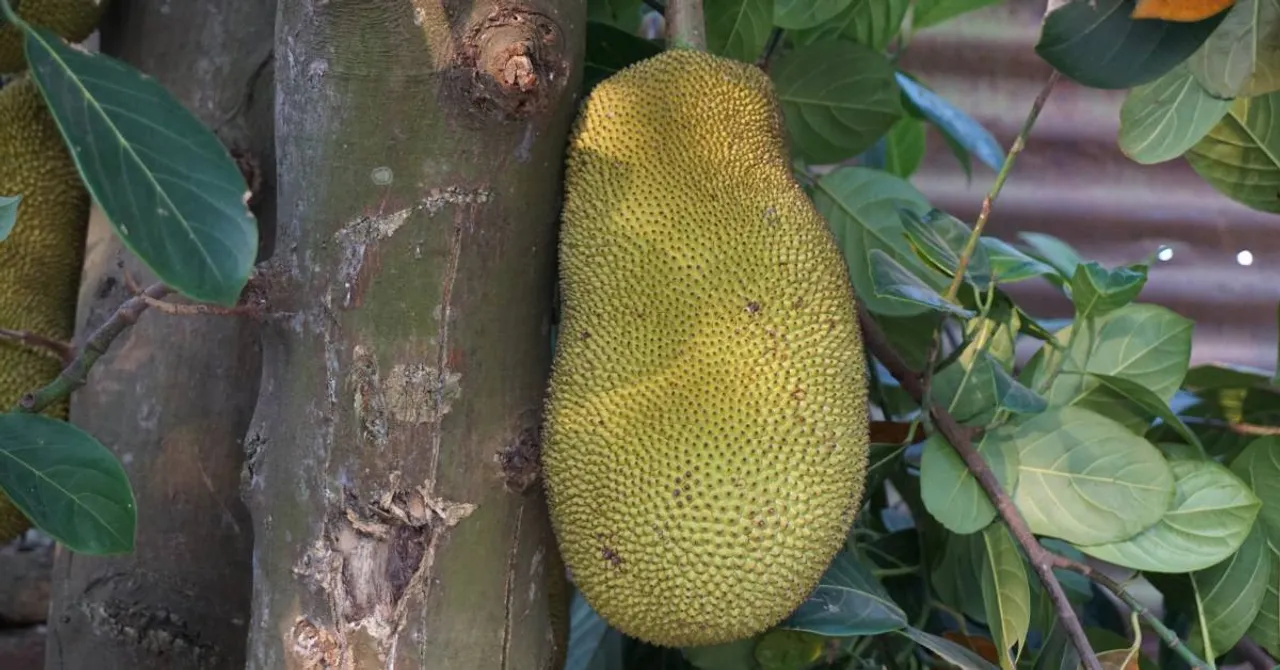 Why Jackfruit Is the Superfood We All Need This Summer