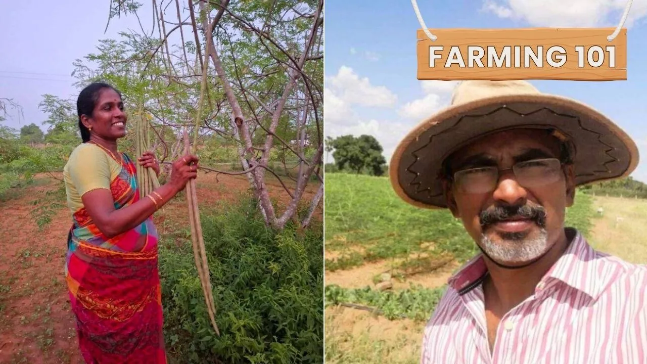 This High-Demand Crop Is Helping Farmers Earn Up to Rs 800/Kg