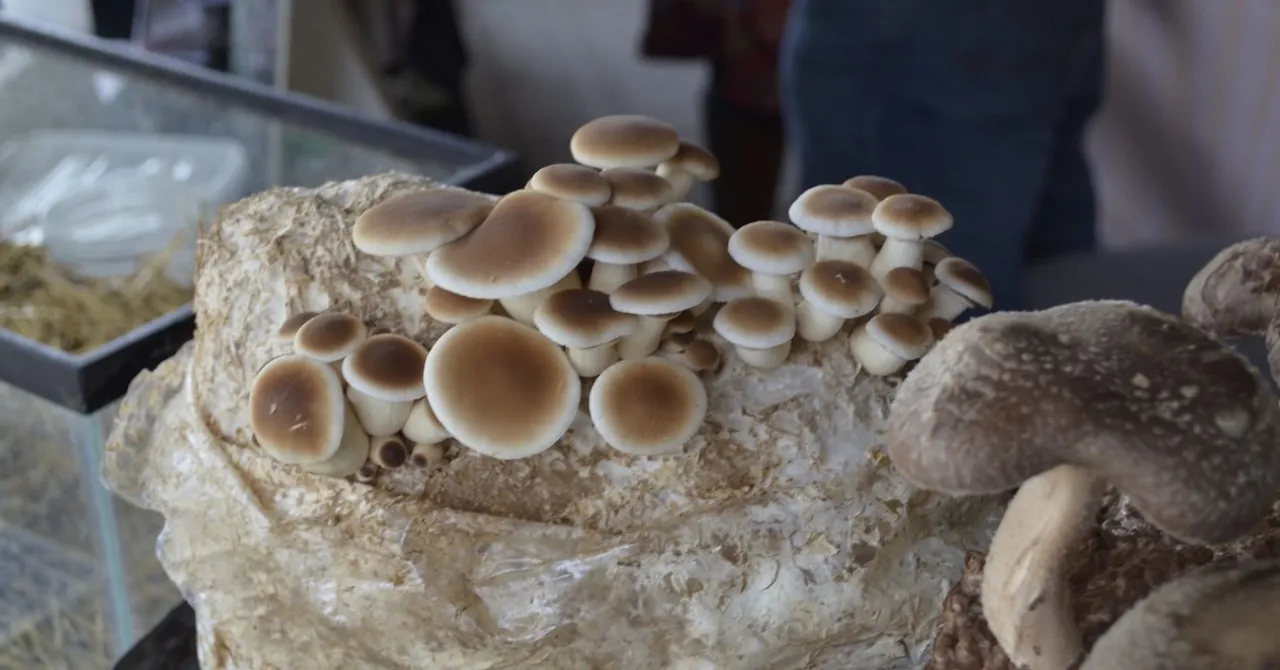 How to Grow Oyster Mushrooms at Home: Tips from an Ernakulam Farmer Earning Rs 12 Lakh/Month