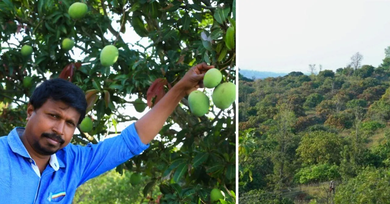 How This Salem Family Built a 100-Year Mango Business From Scratch