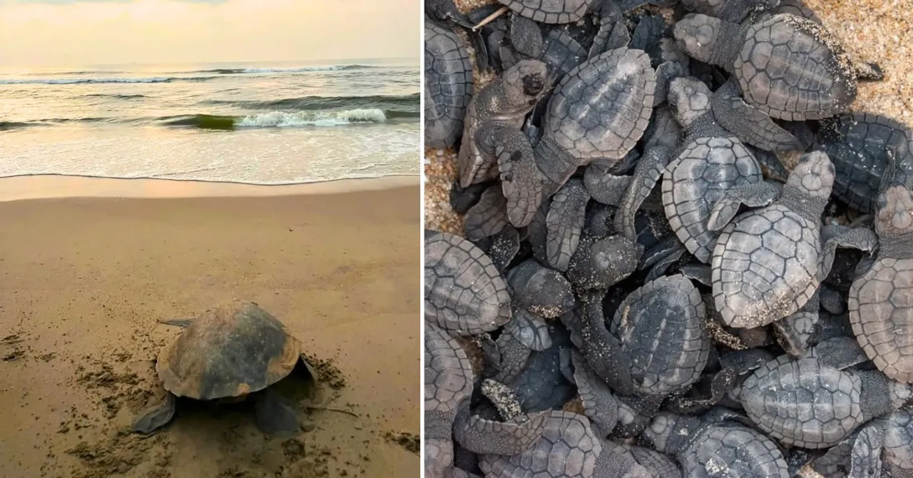 5 Simple Ways You Can Help Protect Olive Ridley Turtles This Nesting Season