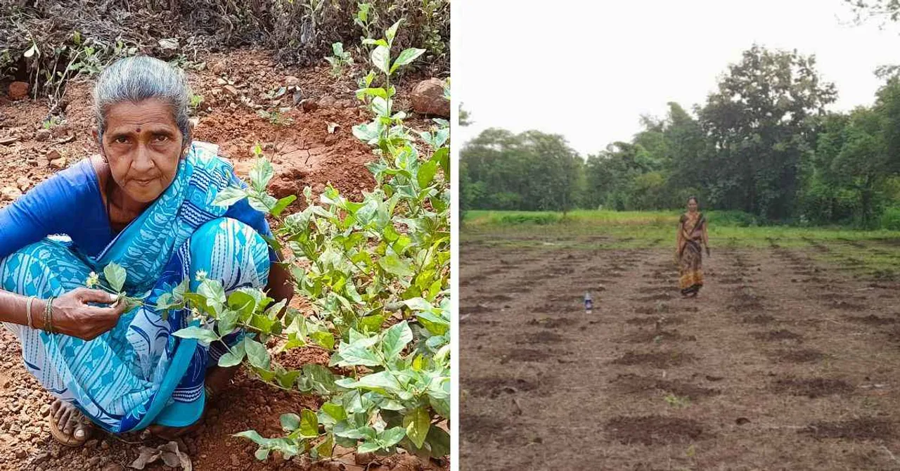 This Flower Ended Generations of Struggle for Maharashtra’s Tribal Farmers