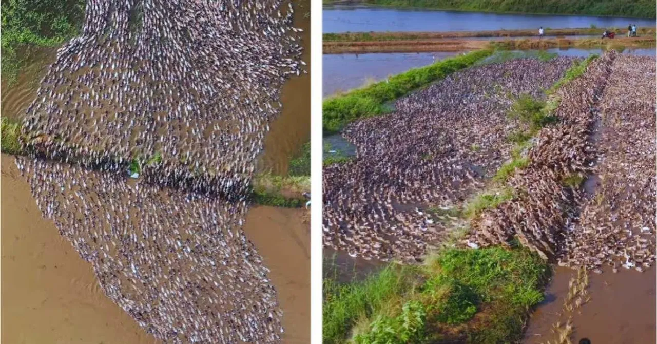 Behind the Viral Video: How Ducks Power Sustainable Rice Farming in Kerala