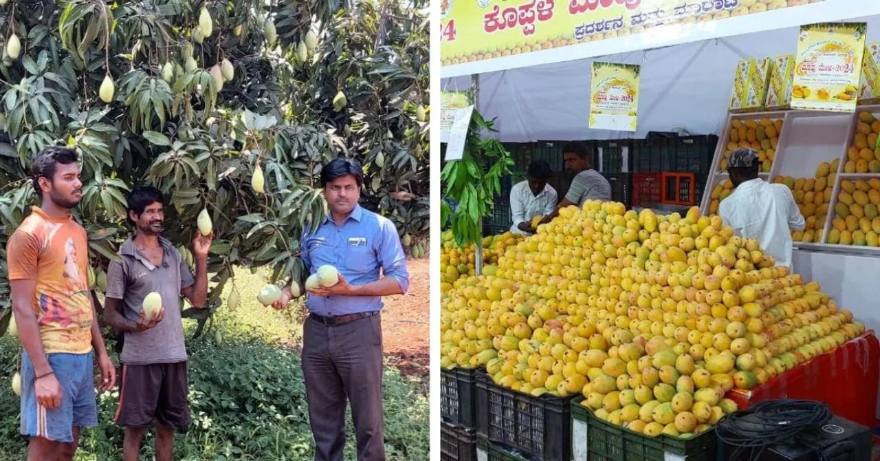 From Rs 10 to Rs 150/kg: How Koppal's Kesar Mangoes Became a Global Hit