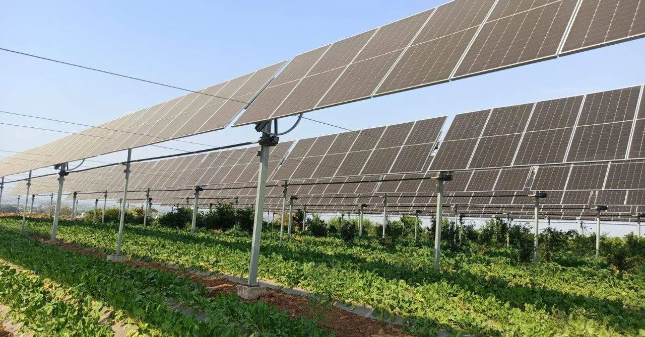 What are Farmers Growing Under Solar Panels in Their Farms? Understanding Agrivoltaics