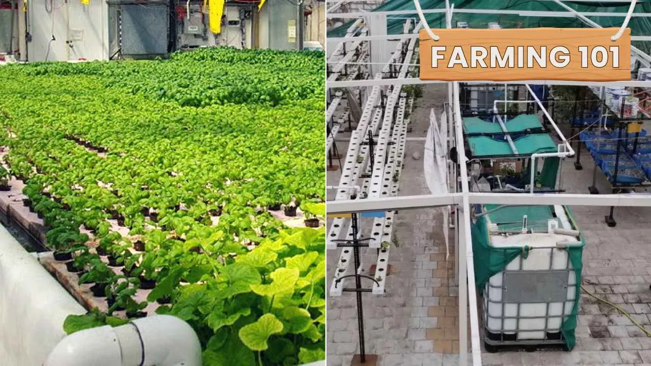 Double Your Harvest, Halve Your Water Use: Why Urban Farmers Love Aquaponics & How You Can Start