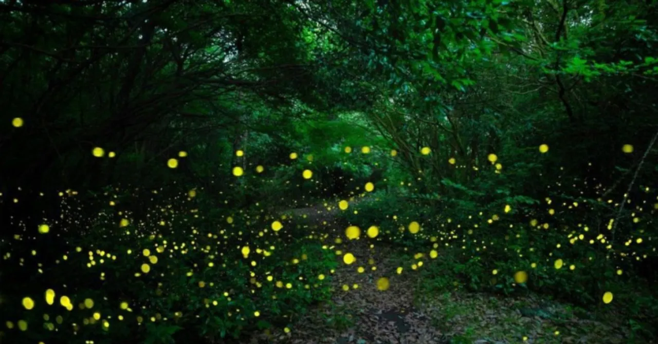 This Firefly Festival in Maharashtra Is the Summer Adventure Your Kids Will Talk About for Years