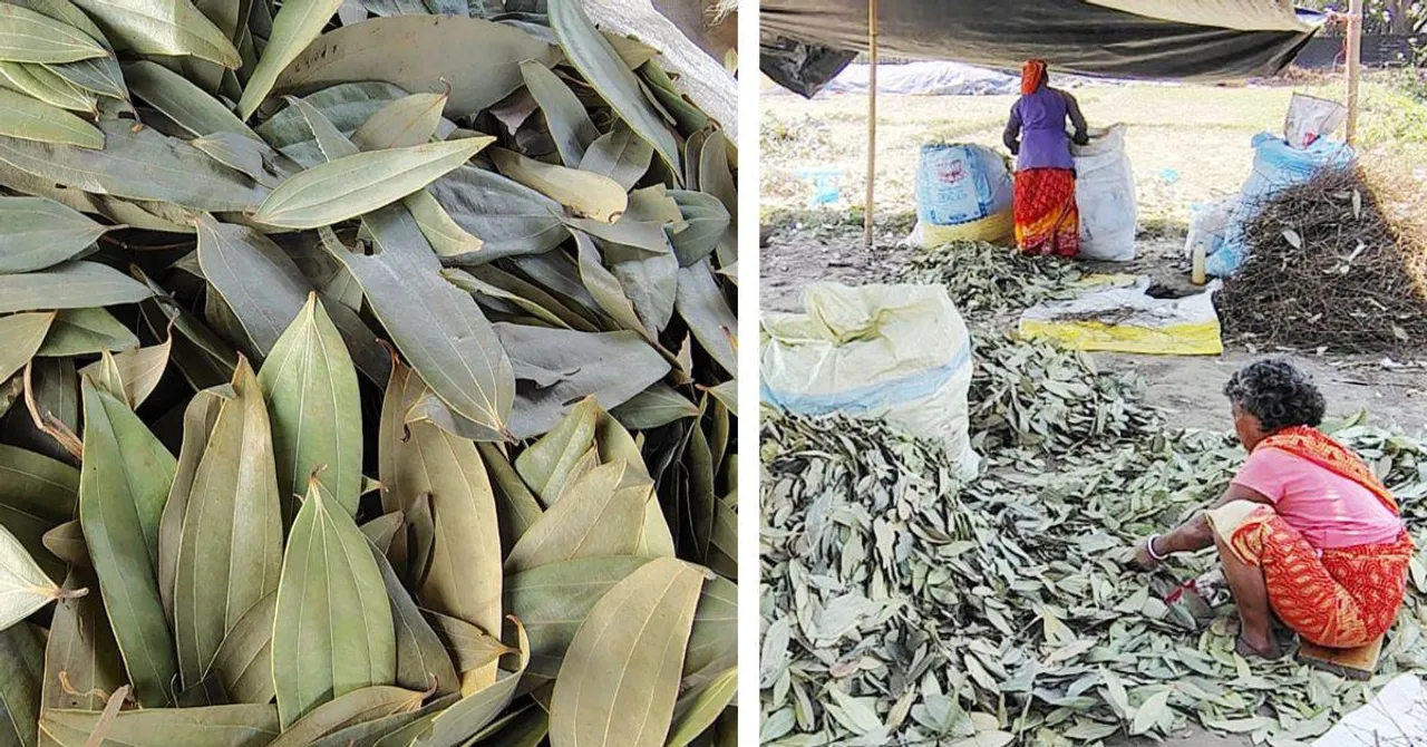 Bay Leaf Farming in West Bengal Drives Rs 400 Crore in Revenue, Helping Women Farmers Prosper