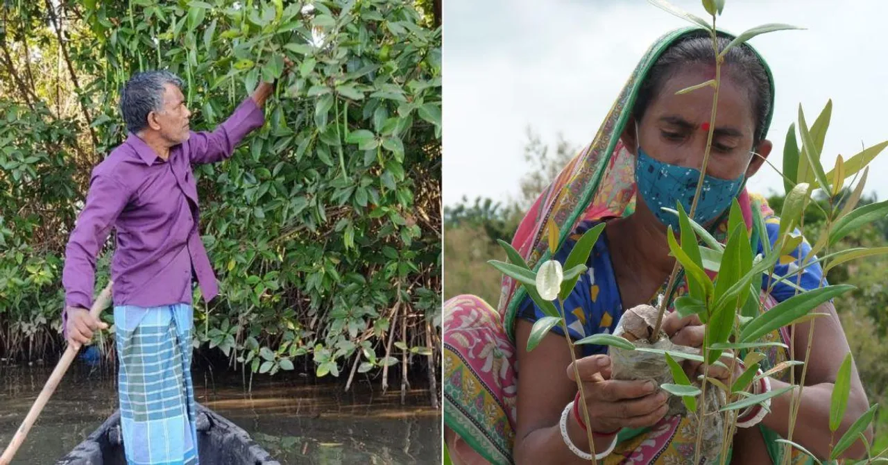 From Sundarbans to Kerala: Meet the Everyday Heroes Fighting to Save India’s Mangroves