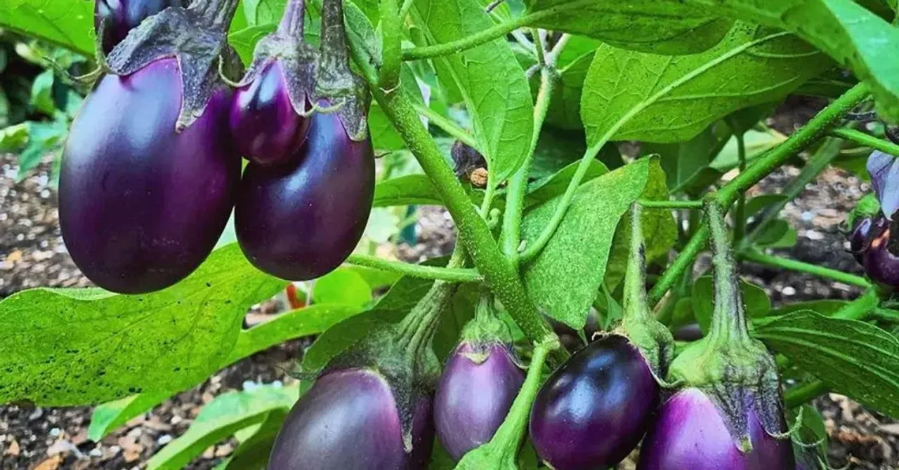 How to Grow Brinjal at Home This Monsoon: Easy Gardening Guide for Small Spaces
