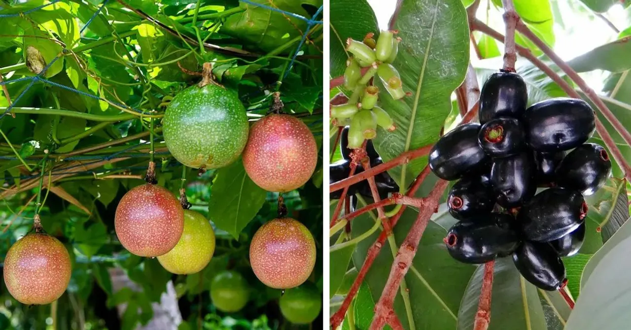 These 7 Fruits Define India's Monsoon. Do You Remember the Taste?
