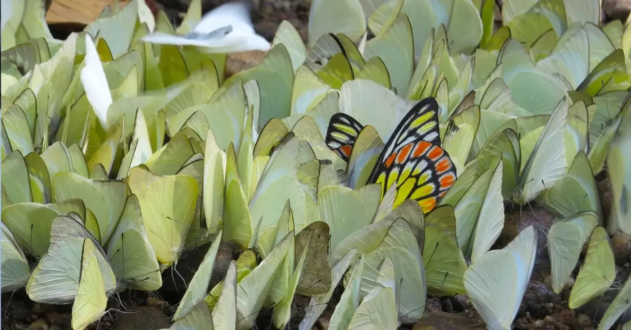 Kerala Gets India’s First Butterfly Sanctuary With 266+ Species & It Looks Like a Dream