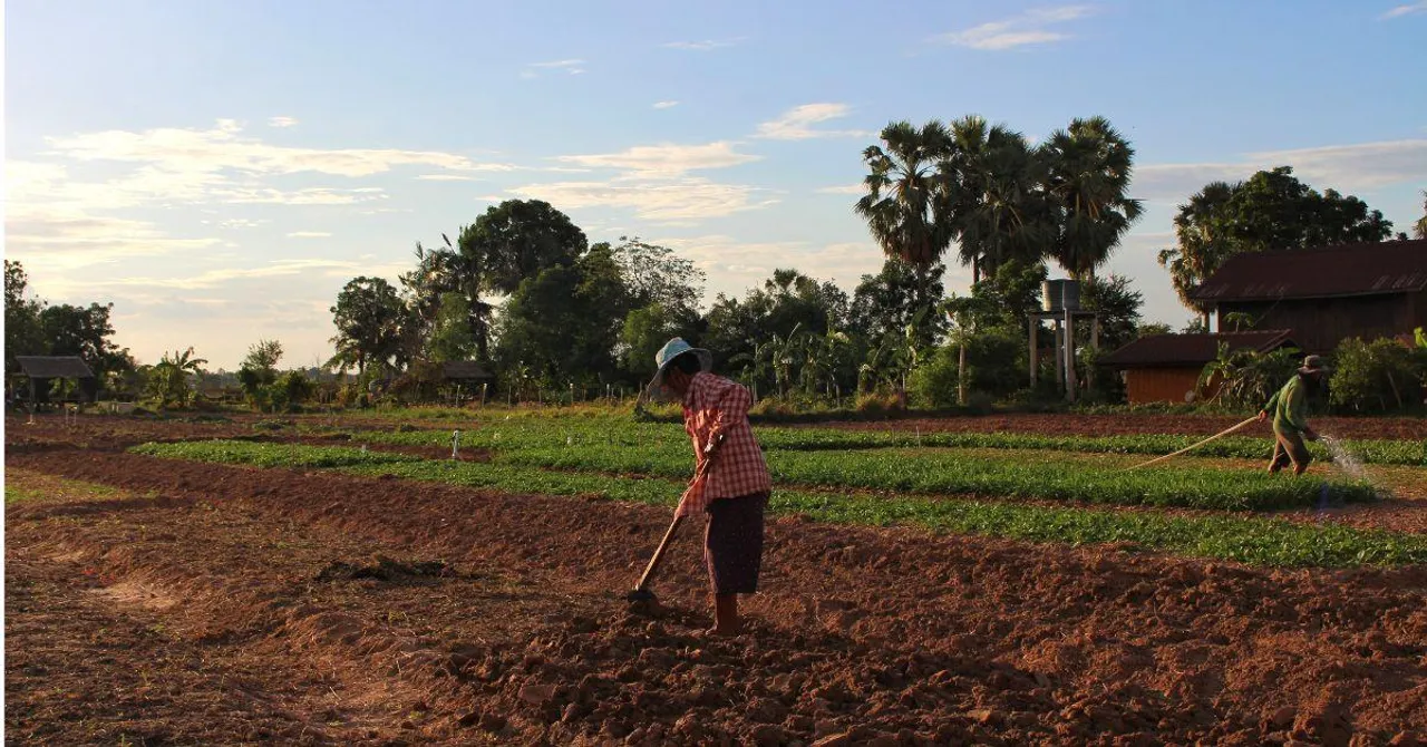 55% of India’s Farms Wait for Rain: What a Late Monsoon Means in 2025