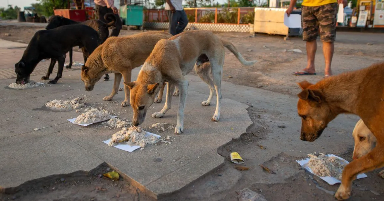 How School Leftovers Have Become Lifelines for Hungry Stray Dogs In West Bengal