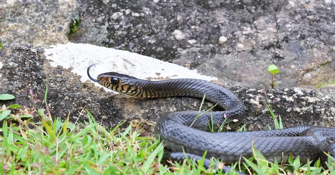 Why Kerala’s Move to Celebrate a Common Snake Could Shift How India Thinks About Reptiles
