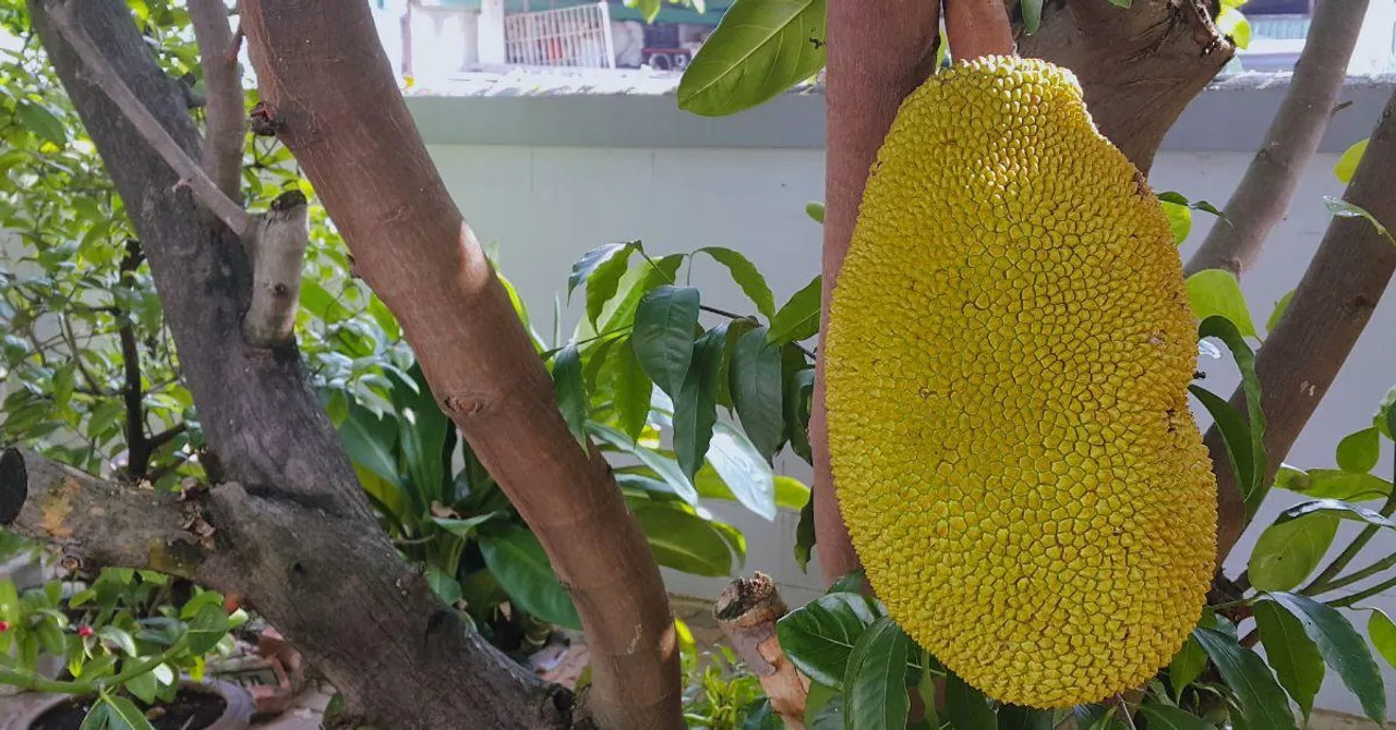 How to Grow Jackfruit at Home This Monsoon: A Step-by-Step Gardening Guide