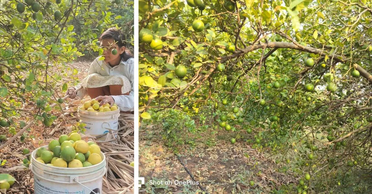 Inside Maharashtra’s ‘Lemon Village’: How Farmers Turned Barren Land Into Golden Orchards