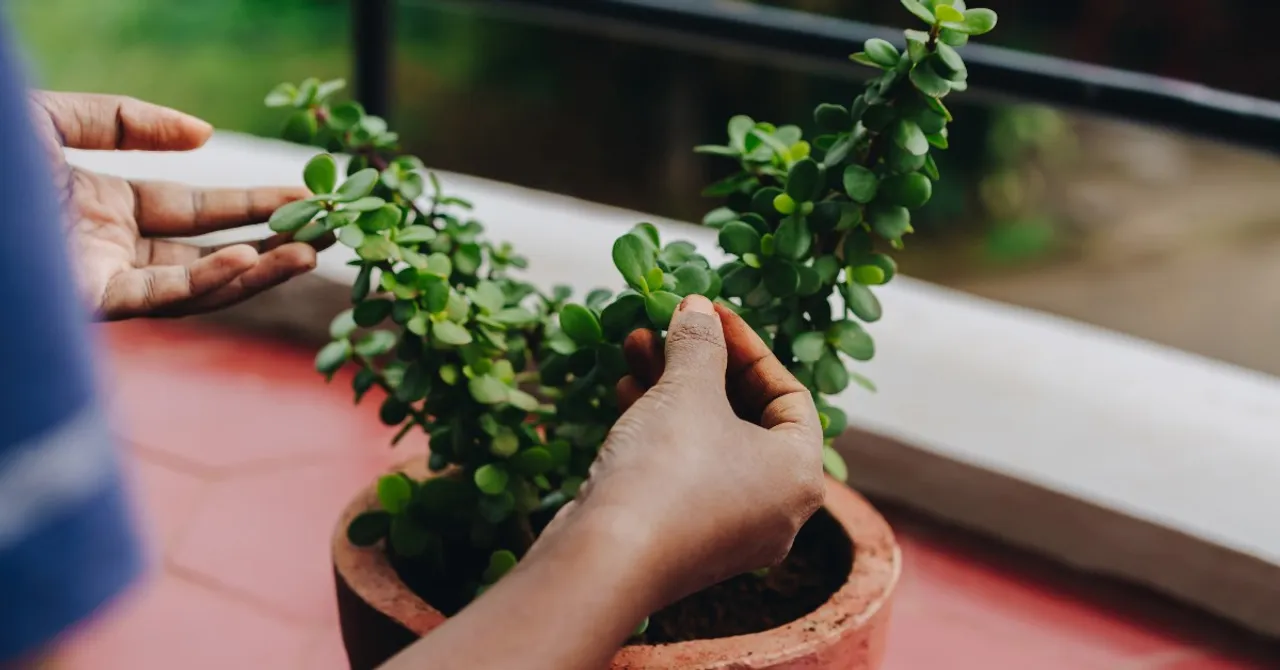 Gardening Made Easy: The Real Reason Your Plants Struggle in the Rain and What You Can Do About It