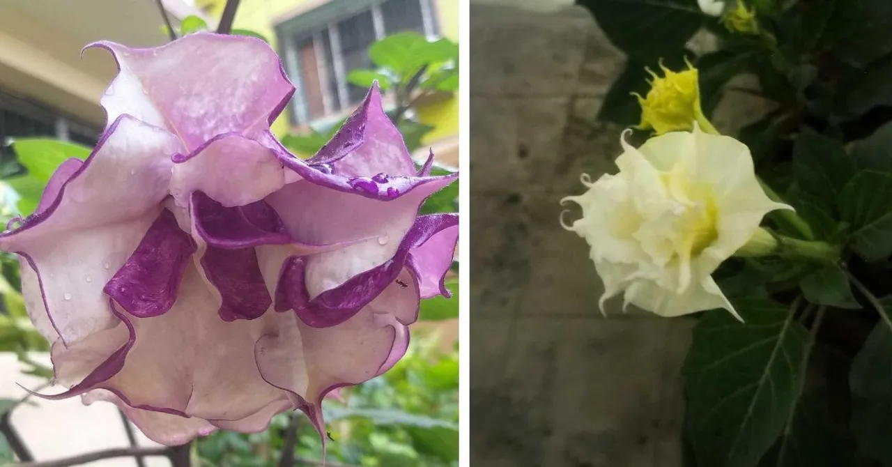 This Sacred Flower Changes Colour & Blooms at Night — Here’s How to Grow It
