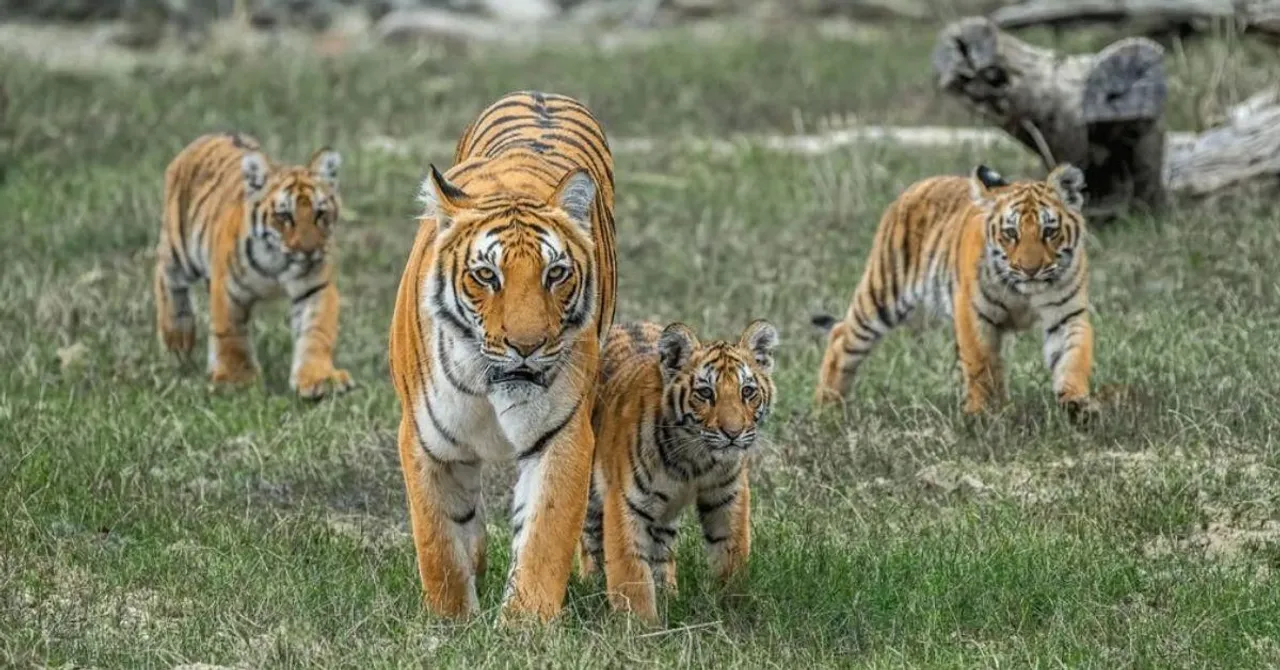 From Jungle Legends to Fierce Mothers: 5 'Celebrity' Tigers Who Left Their Mark on India’s Forests