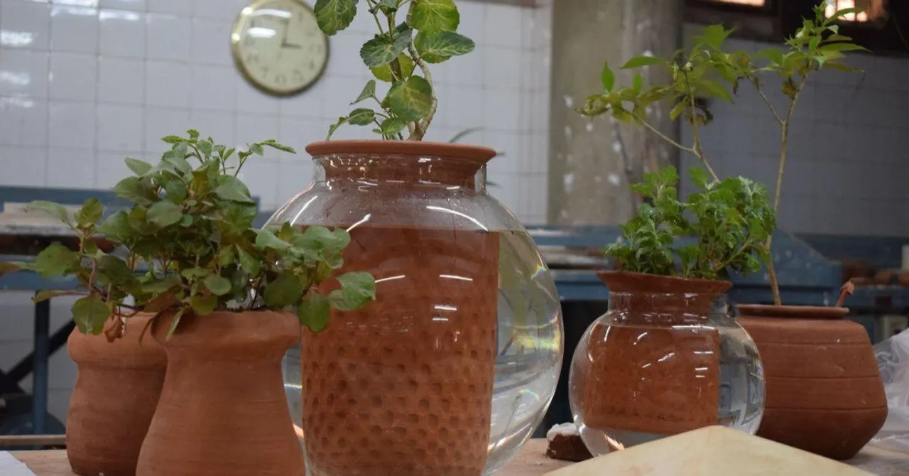 This Innovative Self-Watering Pot Keeps Plants Hydrated for 15 Days & Cuts Water Use by 80%