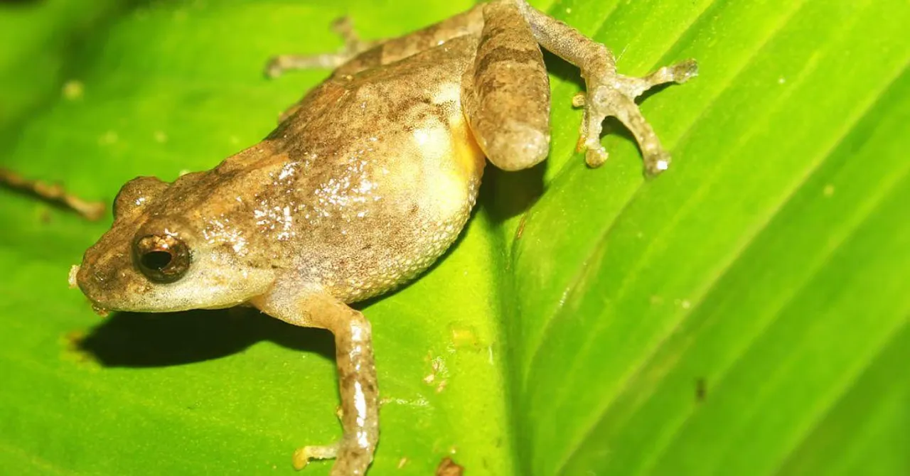 In Meghalaya’s Forests, Scientists Find New Frog Species That Honour Khasi Traditions