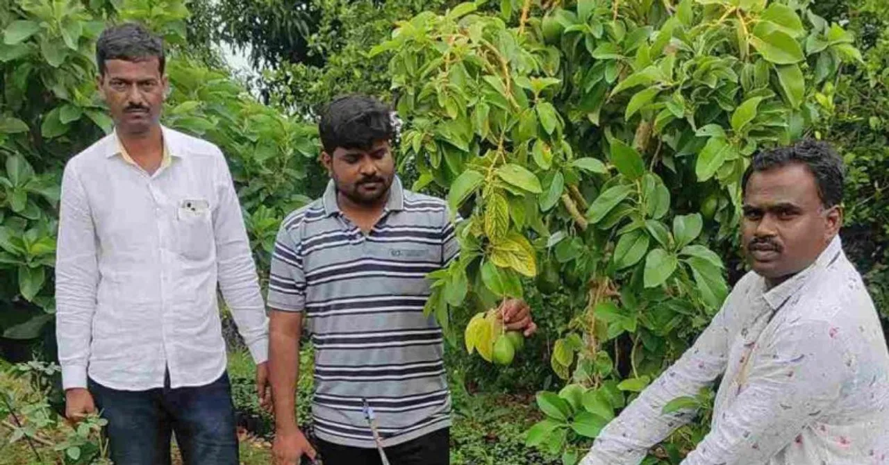 How This Farmer in Beed Beat Drought to Build a Rs 10 Lakh/Acre Avocado Farm