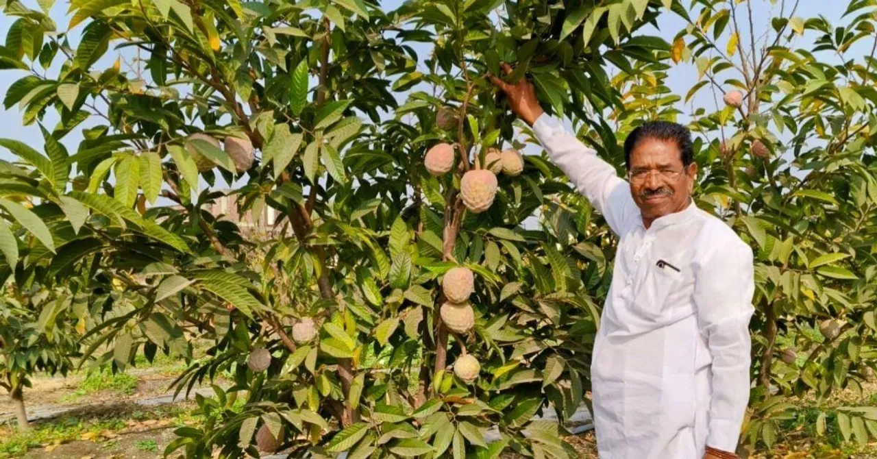 Solapur Farmer’s Golden Sitaphal Brings Rs 12 Lakh/Hectare, Benefits 140 Villages in Maharashtra Alone