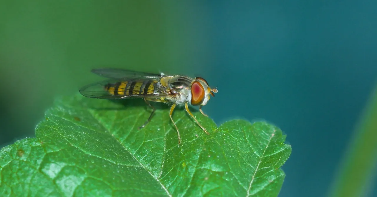 5 Insects You Should Never Kill: Ladybugs, Bees & More