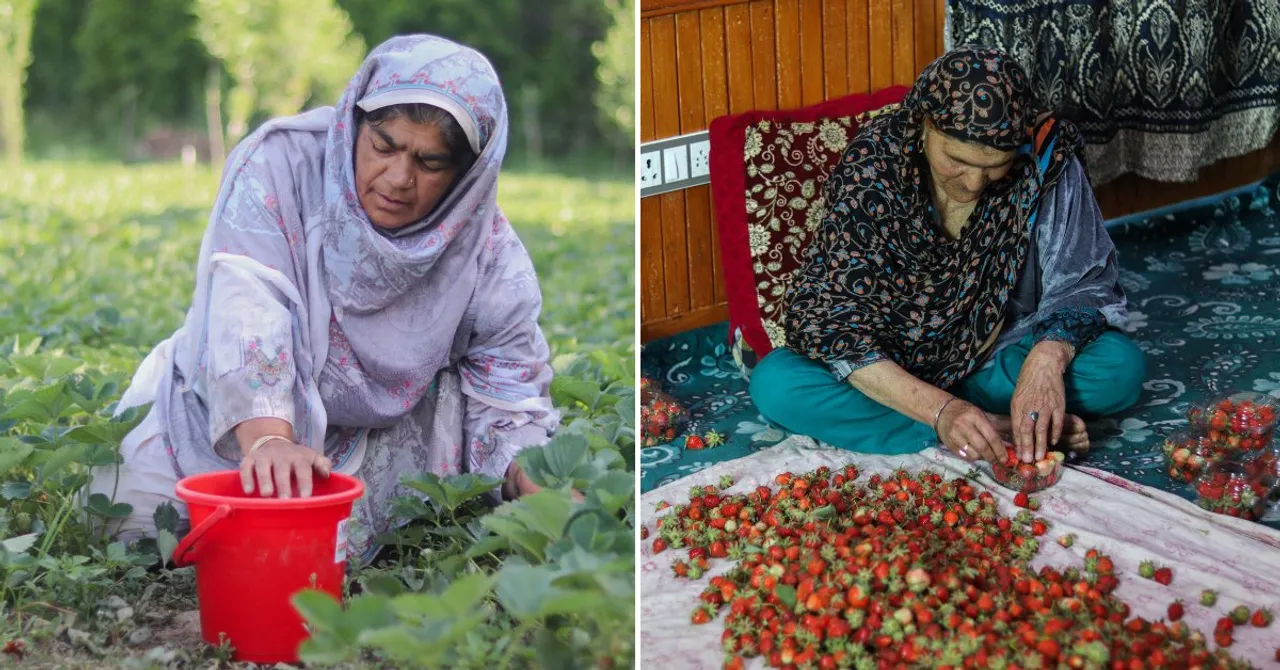 How Strawberry Farming Took Over 60% of a Kashmir Village With These 4 Women At The Heart Of It