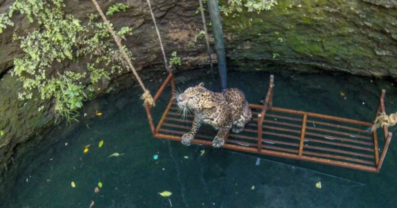From a King Cobra to a City Koel, 4 Animal Rescue Videos To Make Your Day