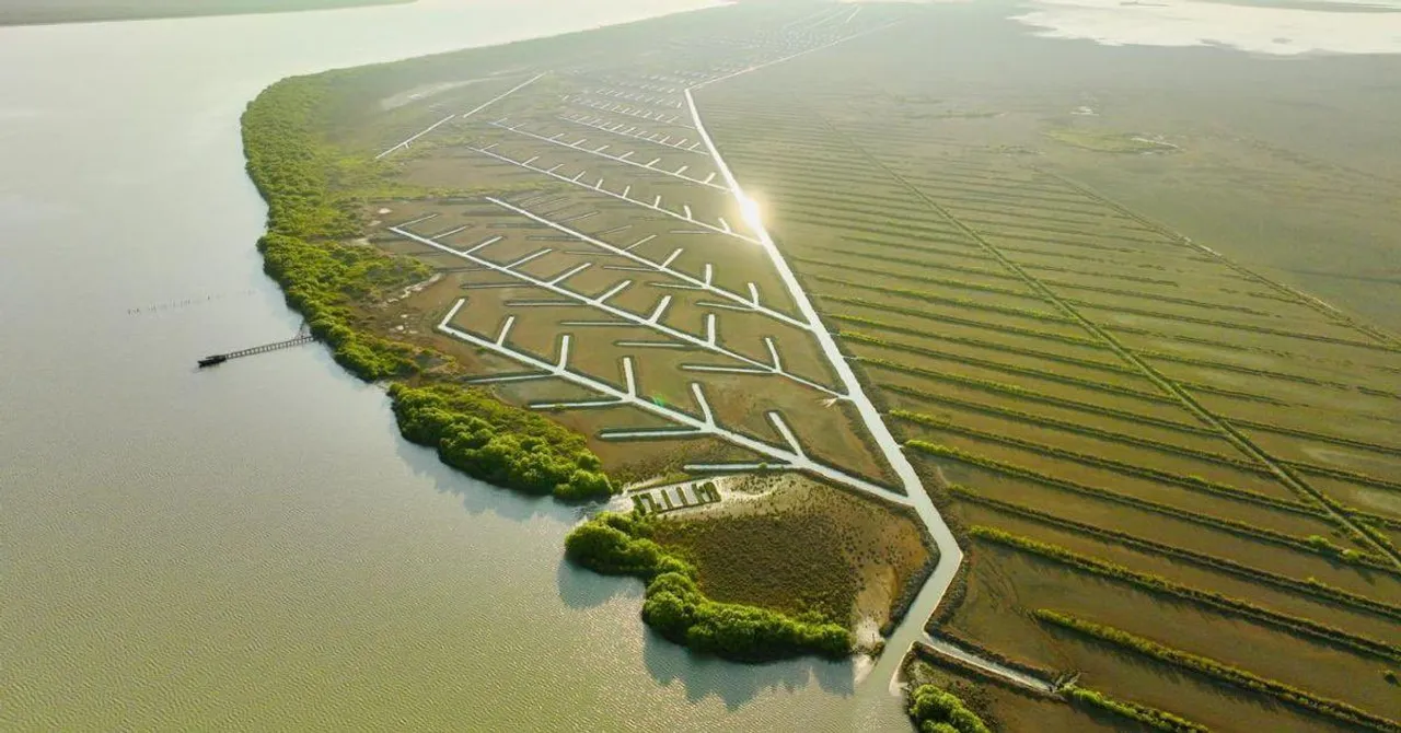 How Science, Tradition, & 10000 Villagers Revived Tamil Nadu’s Largest Mangrove Forest
