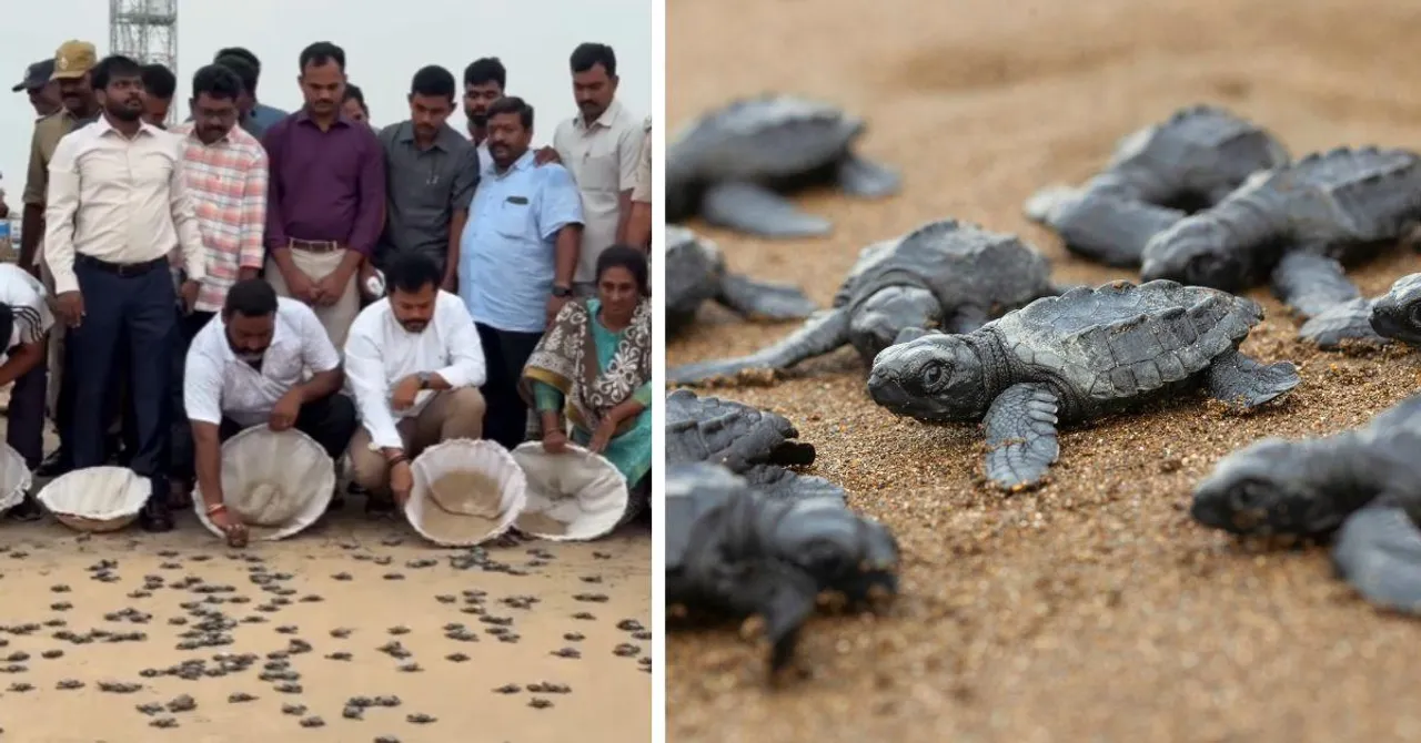 Witness a Rare Moment: 1500 Olive Ridley Hatchlings Take Over Andhra’s Shores