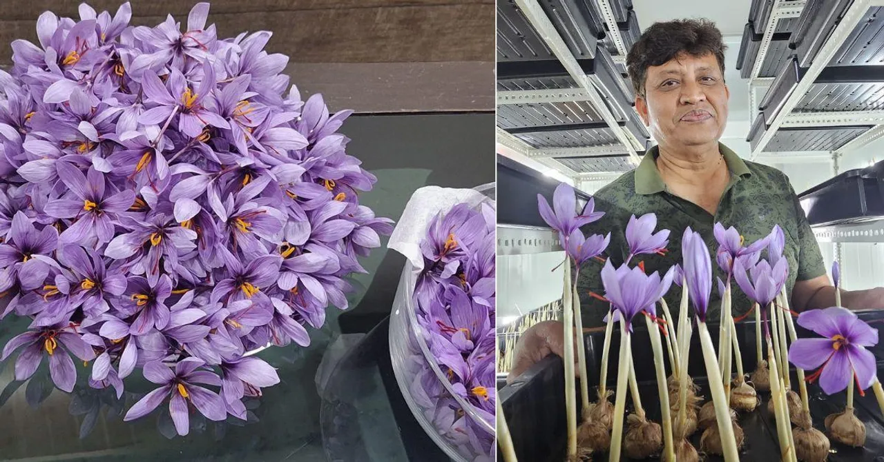 Inspired by Kashmir, This Man Grew Saffron at Home in Indore — His First Harvest Earned Him Rs 8 Lakh