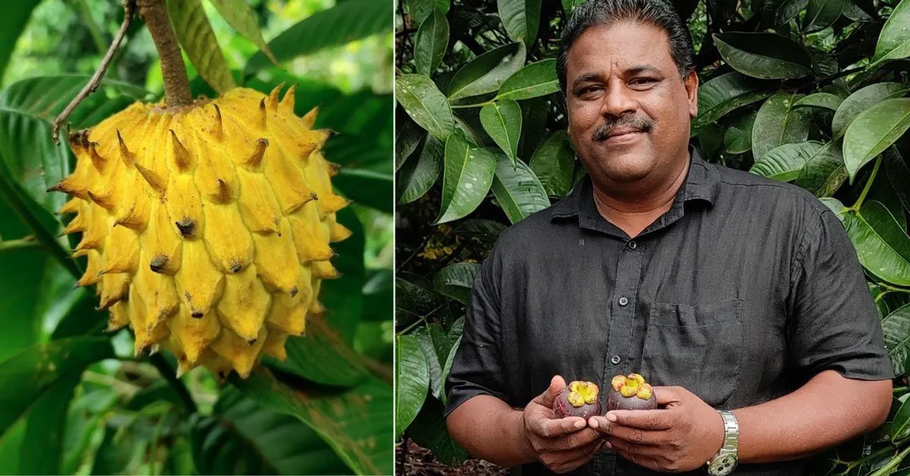 Kerala Farmer’s Bold Crop Switch to Rambutan Turns His Fields Into a Rs 15 Lakh/Acre Success
