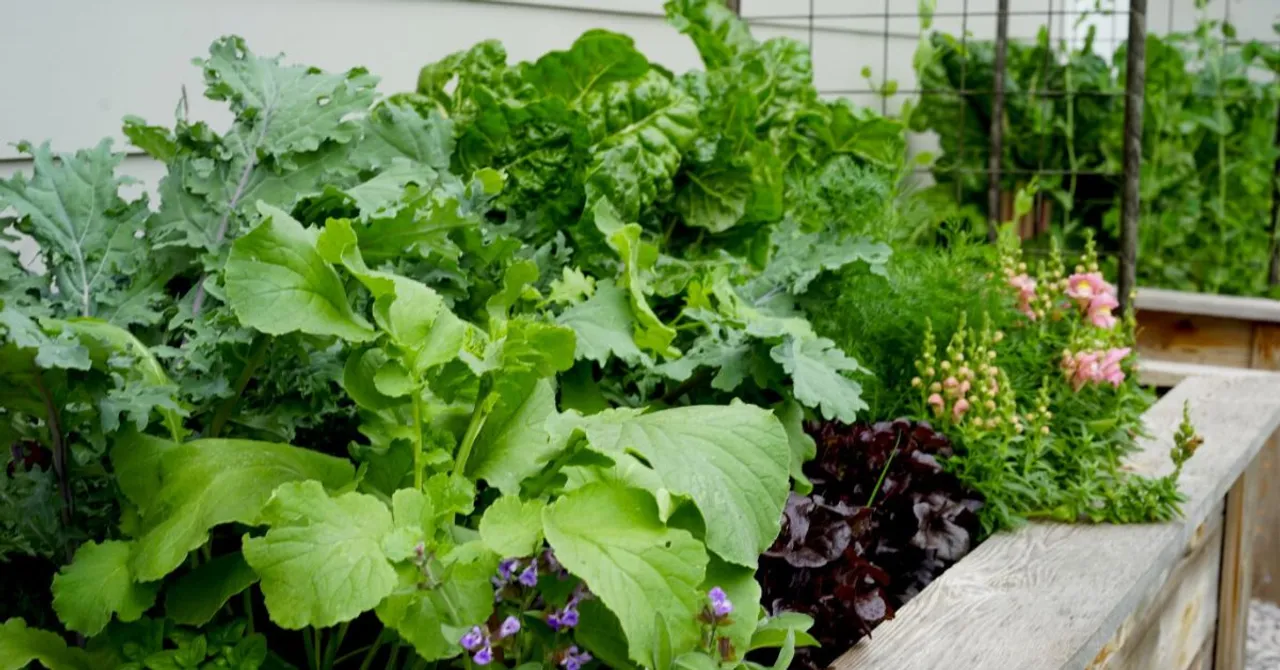 7 Indian Veggies You Can Grow in Just 30 Days — Right on Your Balcony