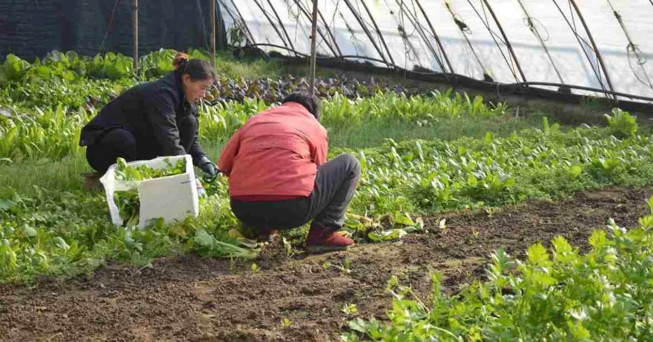 Turning Late-August Planting Into Profitable Off-Season Vegetable Success