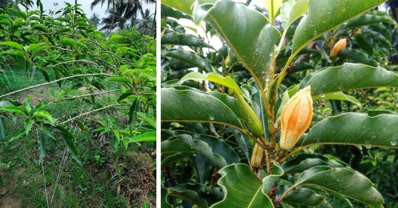 This Sindhudurg Farmer’s Rare Flower Variety Is Helping Others Earn up To Rs 9 Lakh Annually