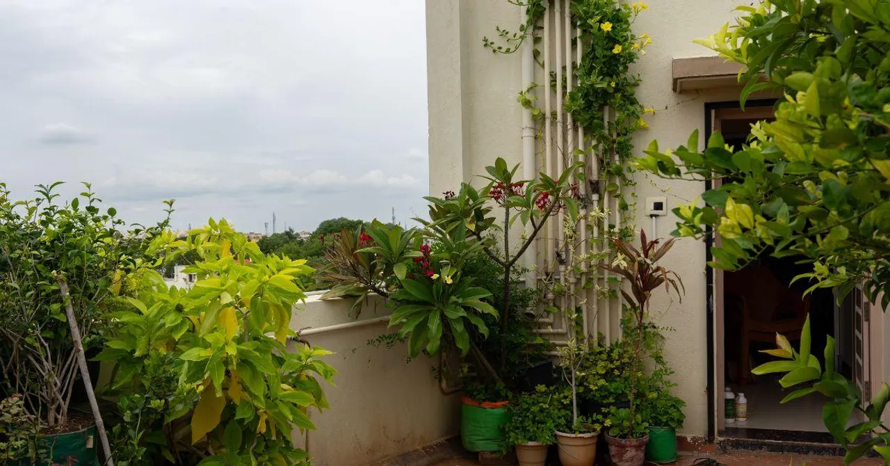 10 Simple Steps To Build a Mini-Forest on Your Terrace (Even in a City!)